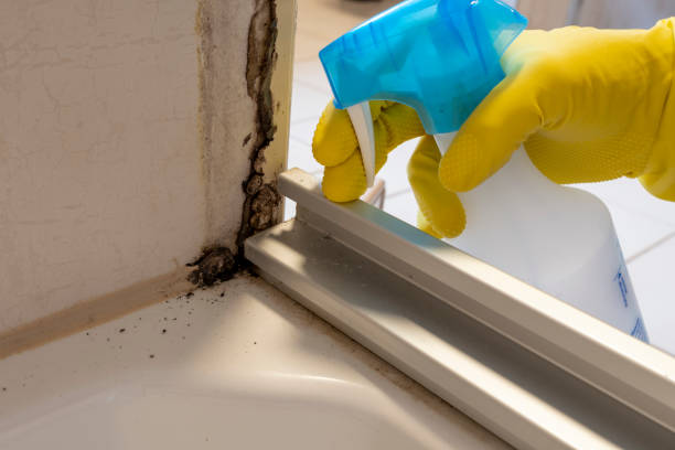 Best Commercial Mold Remediation in Irwin, PA