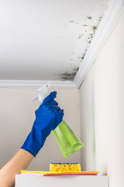 Best Attic Mold Remediation in Irwin, PA